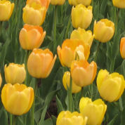 Tulipe Darwin 'Golden Apeldoorn'